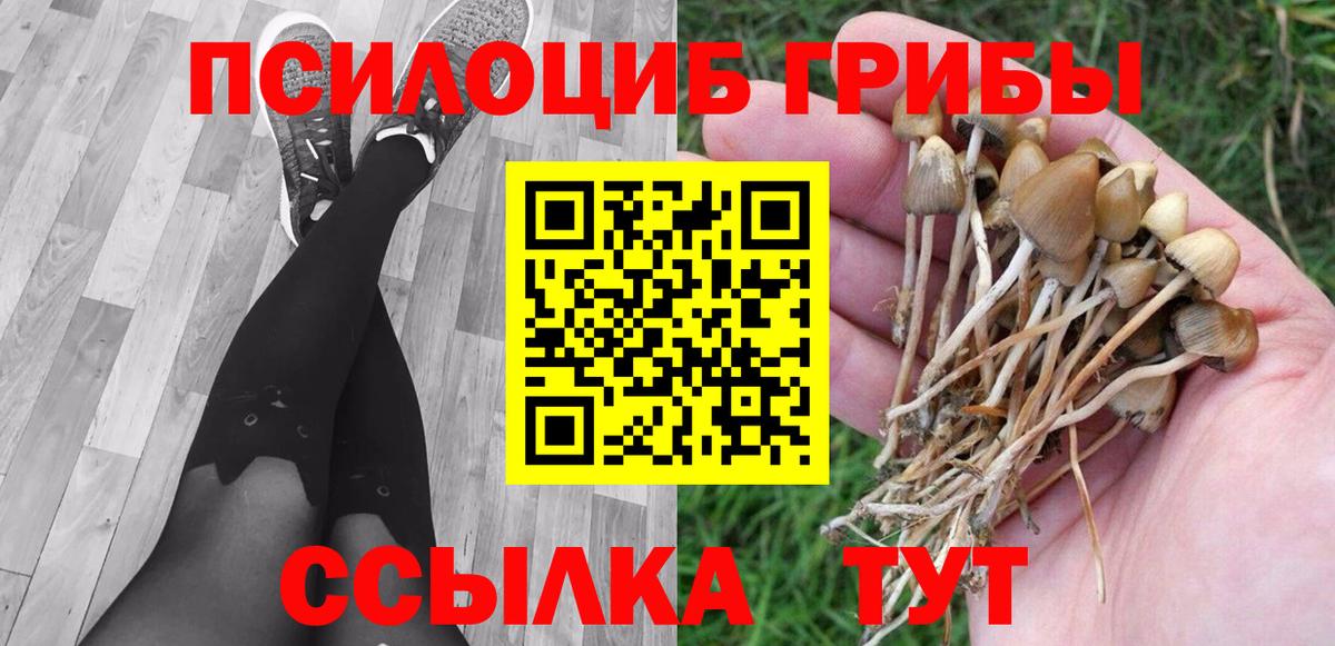 Псилоцибиновые грибы Psilocybe Норильск